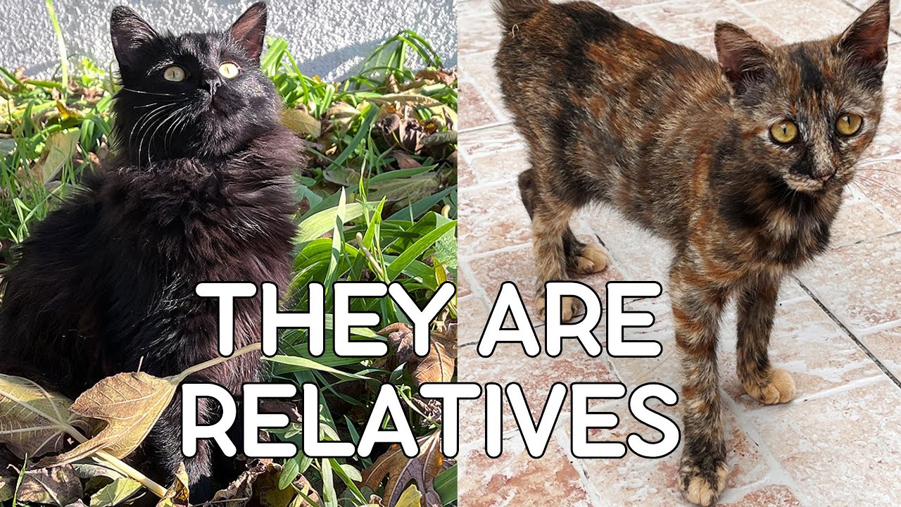 Stray Tortoiseshell Cat In Our Garden