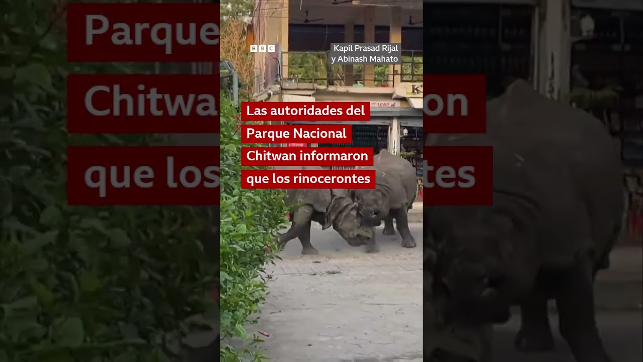 Una pelea de rinocerontes en la calle sorprende a turistas en Nepal