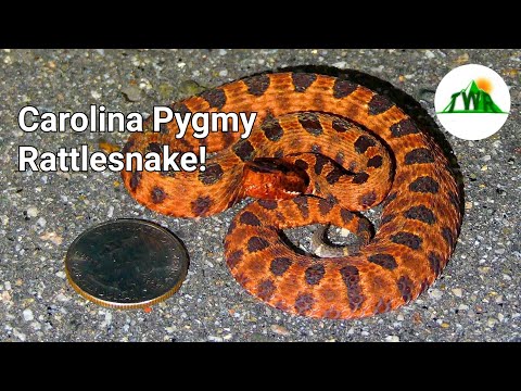 Video: Waar leven pygmee-ratelslangen?
