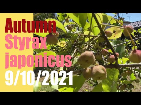 वीडियो: लिक्विडंबर: रालस (एम्बर ट्री) और फॉर्मोसन, अन्य प्रकार। स्टायरेक्स पेड़ के फल और बीज का विवरण। बढ़ रही है