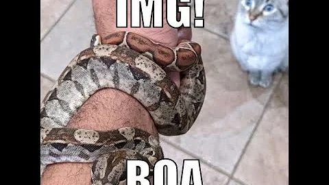 Boas - Unboxing update - Future IMG Sunclipse/Moonclipse and Junglow projects