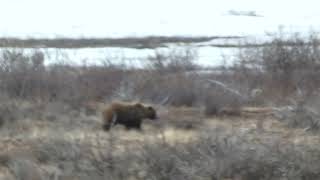 Flashback Friday - Denali NP Alaska - Grizzly Bear during our Bus Tour