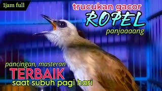 trucukan gacor ropel panjang TERBAIK❗untuk pancingan masteran subuh pagi hari