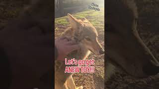 COYOTES and a NEW TOY!! #weavethecoyote #coyote #dog #puppy #pitbull #cat #cute #animals #petsl #pet