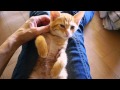 手も口も出てシャーシャーだったのにシャンプーしたら骨抜きに☆子猫cat kitten kitty