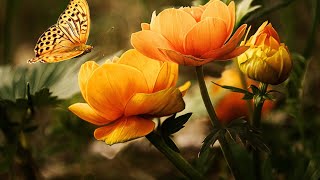 Experience the natural beauty and very peaceful sounds and music - experience beauty of nature
