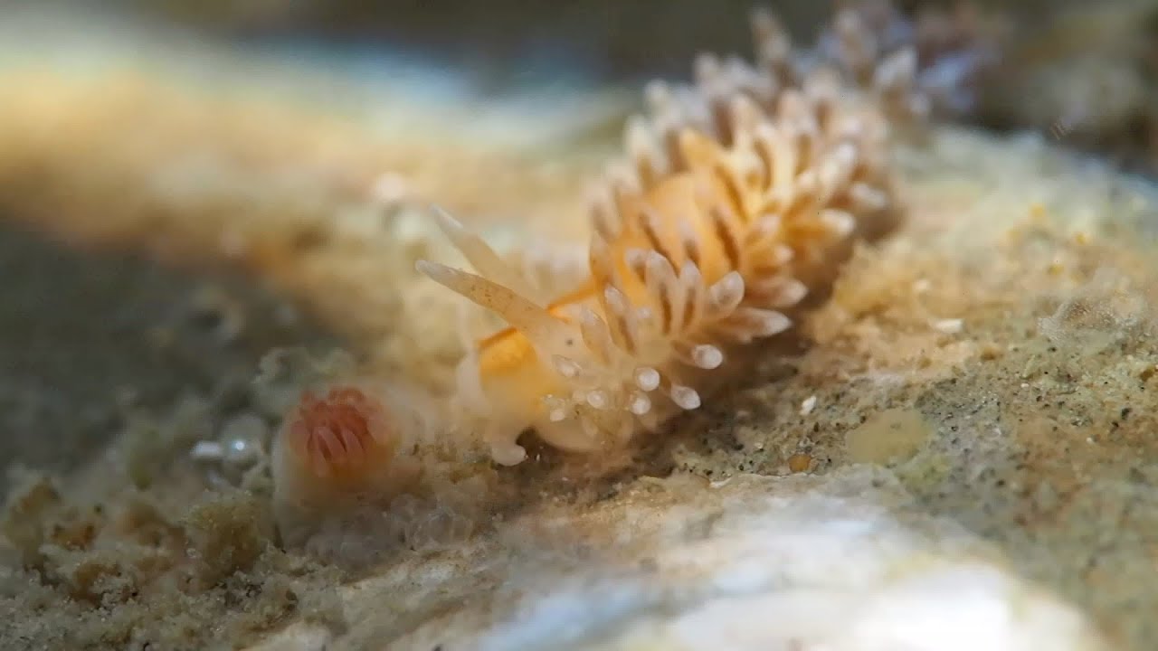 2022/September/11【ウミウシ】イソギンチャクと戦うミノウミウシ🏝