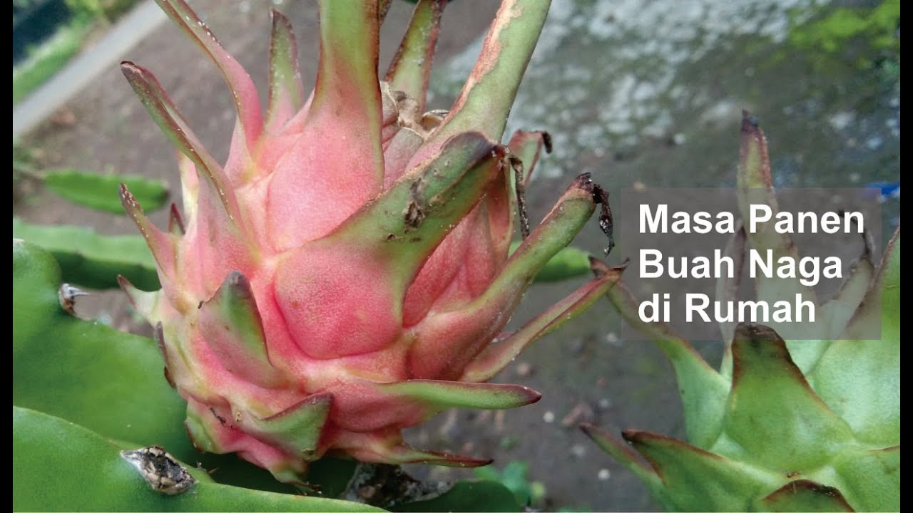 Masa Panen Buah Naga di Rumah | Budidaya Buah Naga Terbaru ...
