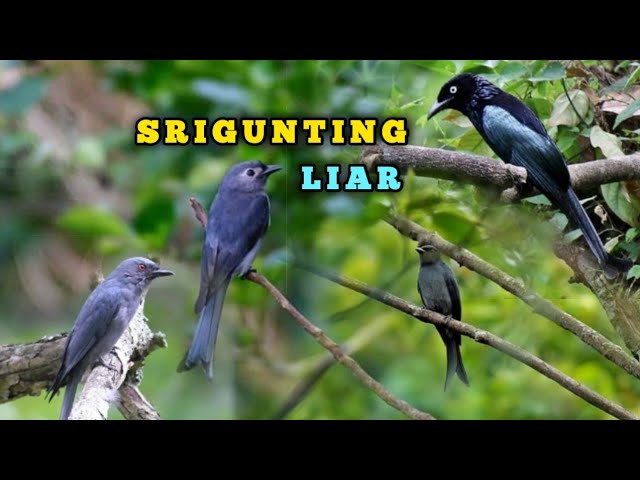 Kehidupan Burung Srigunting di Alam Liar || Burung Srigunting Liar class=