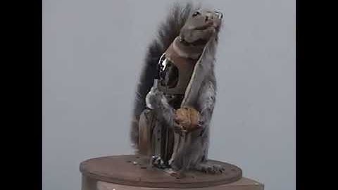 Squirrel or robot