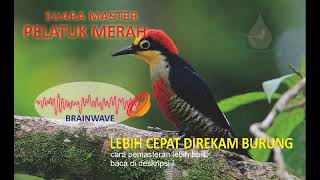 Moncer Go, Kicau Maxpro , Masteran Pelatuk Merah   Gemecik Air