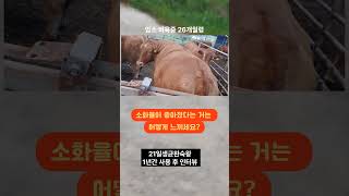 충남 보령 3200두 한우농장에서 21일생균완숙왕을 1년간 사용해본 결과는?