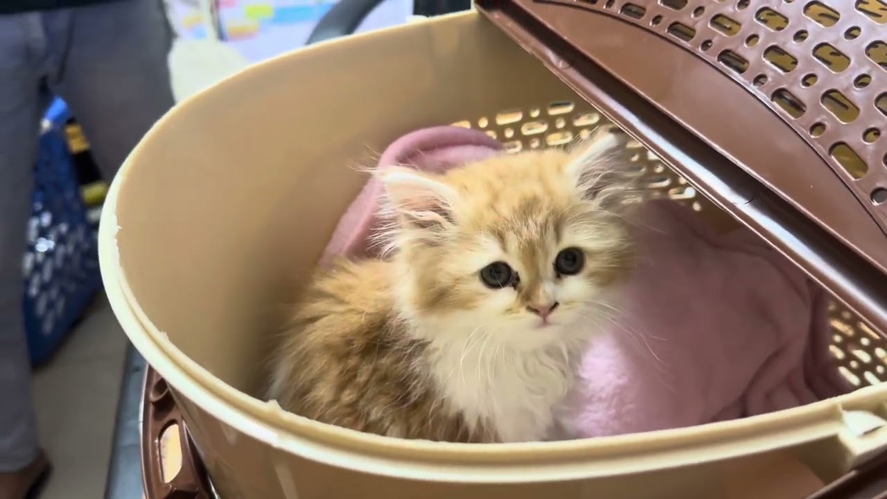 Veterinary Emergency Clinic 01912251312 Dog Vaccination Cat Vaccination Avian Vet FishVet Exotic Vet