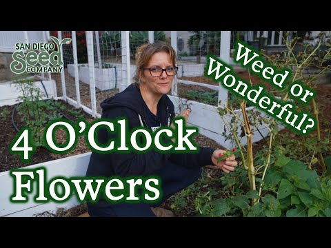 فيديو: Overwintering Four O'clocks - هل يمكنك الاحتفاظ بأربع نباتات على مدار الشتاء