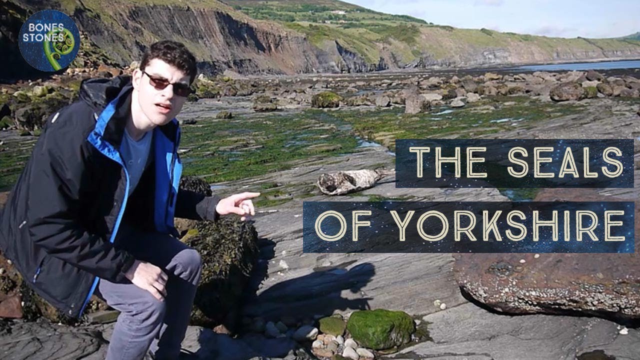 The seals of Yorkshire
