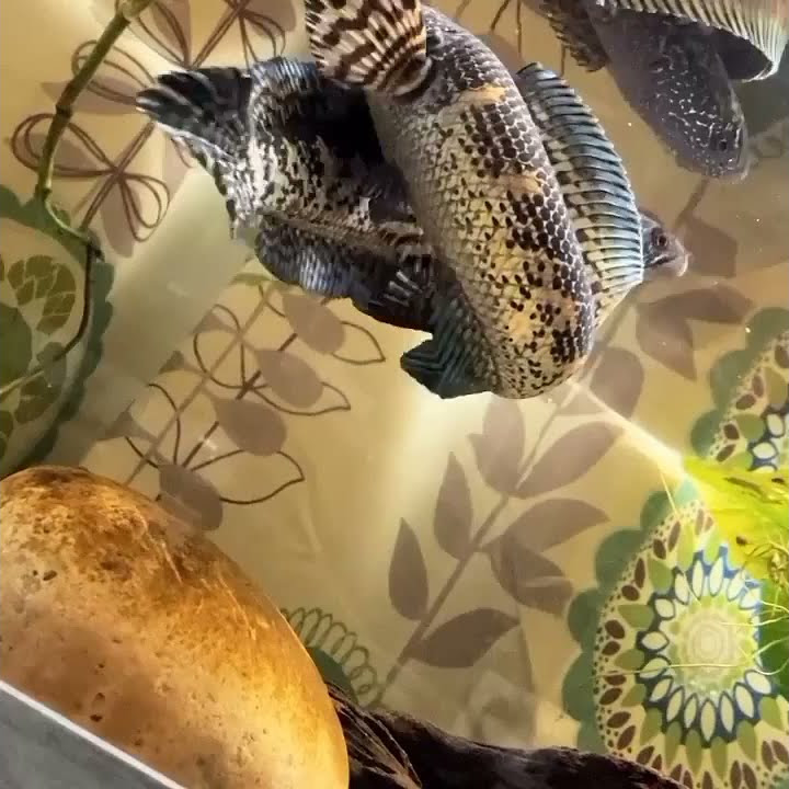 Channa Aurantimaculata Breeding Dance