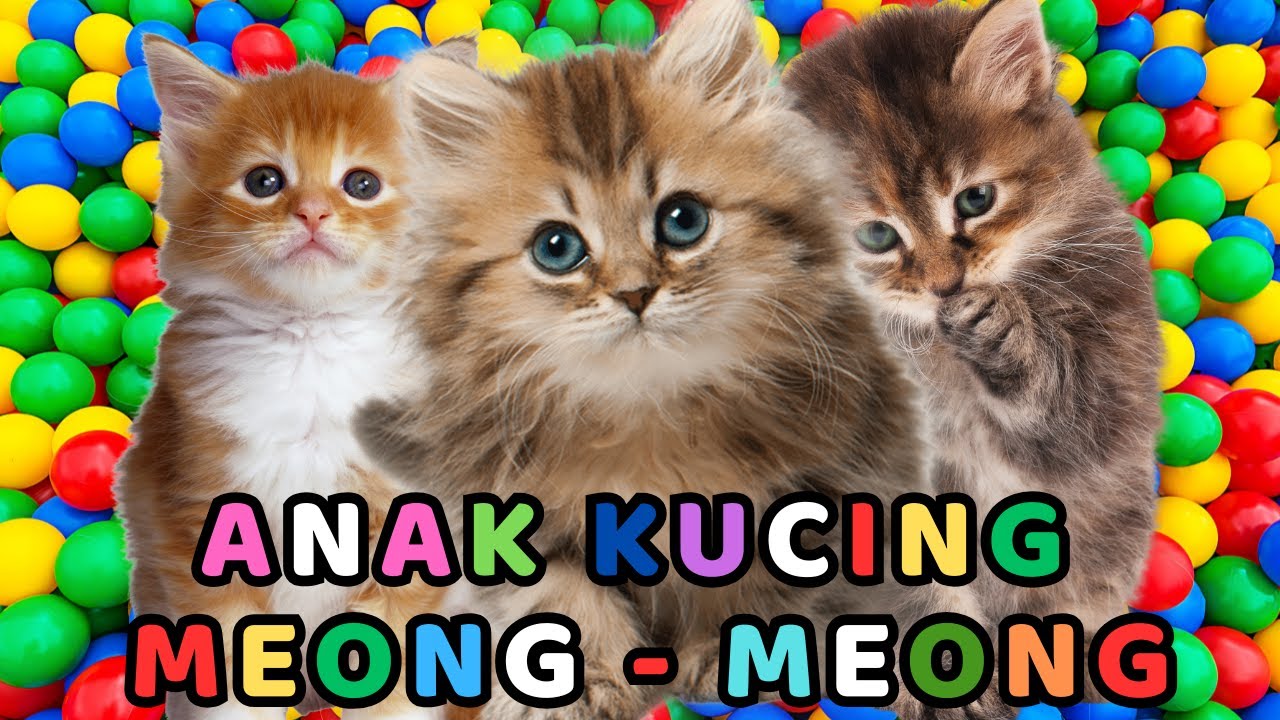 kucing lucu - KUCING PERSIA PUTIH KUCING PERSIA LUCU 