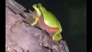 Sax Frog