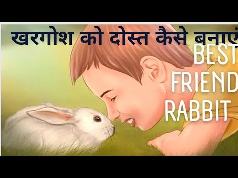 वीडियो: कैंसर-जीवित बिल्ली एक ब्रेकथ्रू पशु चिकित्सा सर्जरी में एक नया घुटने बन जाता है