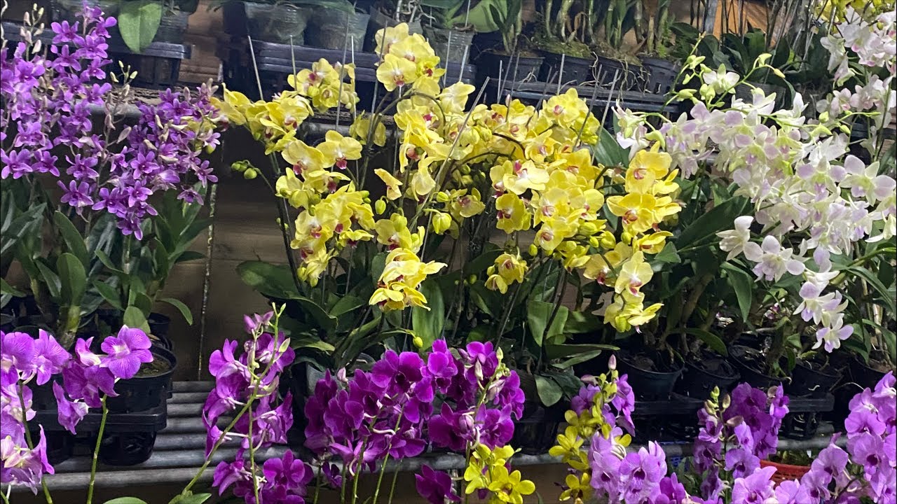 HỒ ĐIỆP XINH CÁC LOẠI ANH CHỊ ❤️☎️0903177978