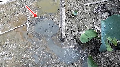 Bắt cá cạn: Bất ngờ với cái vũng nhỏ này | Catch fish in Vietnamese