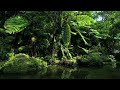 🍃Tropical Plant Music 热带植物音乐.10 HOURS, Soothing💦river sound at T-River, Japan 🇯🇵沖縄ヤンバル・ター川の植物音楽