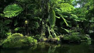 🍃Tropical Plant Music. Soothing💦river sound 10 HOURS at T-River, Japan 🇯🇵沖縄ヤンバル・ター川の植物音楽