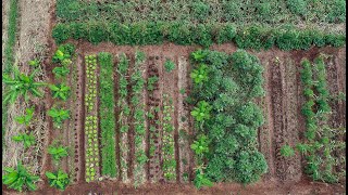 Implantação da agrofloresta no Rio Sucuri - Bonito/MS