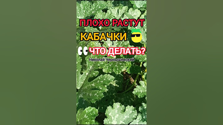 Долго растут кабачки. Что делать!?. #кабачки #дача #садогород