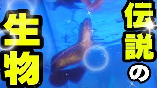 日本に３匹しかいない『奇跡の生物』にエサをあげたら・・・【さえりコラボ＃２】
