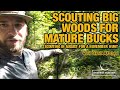 Scouting big woods for mature buck bedding  sign and signals to hone in on