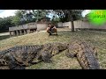 Feeding crocodiles in south africa