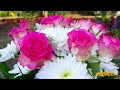 اجمل انواع الزهور الربيع مع اغنيه تركيه هادئة