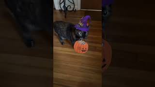 Trick or Treat on Halloween | @catladytails