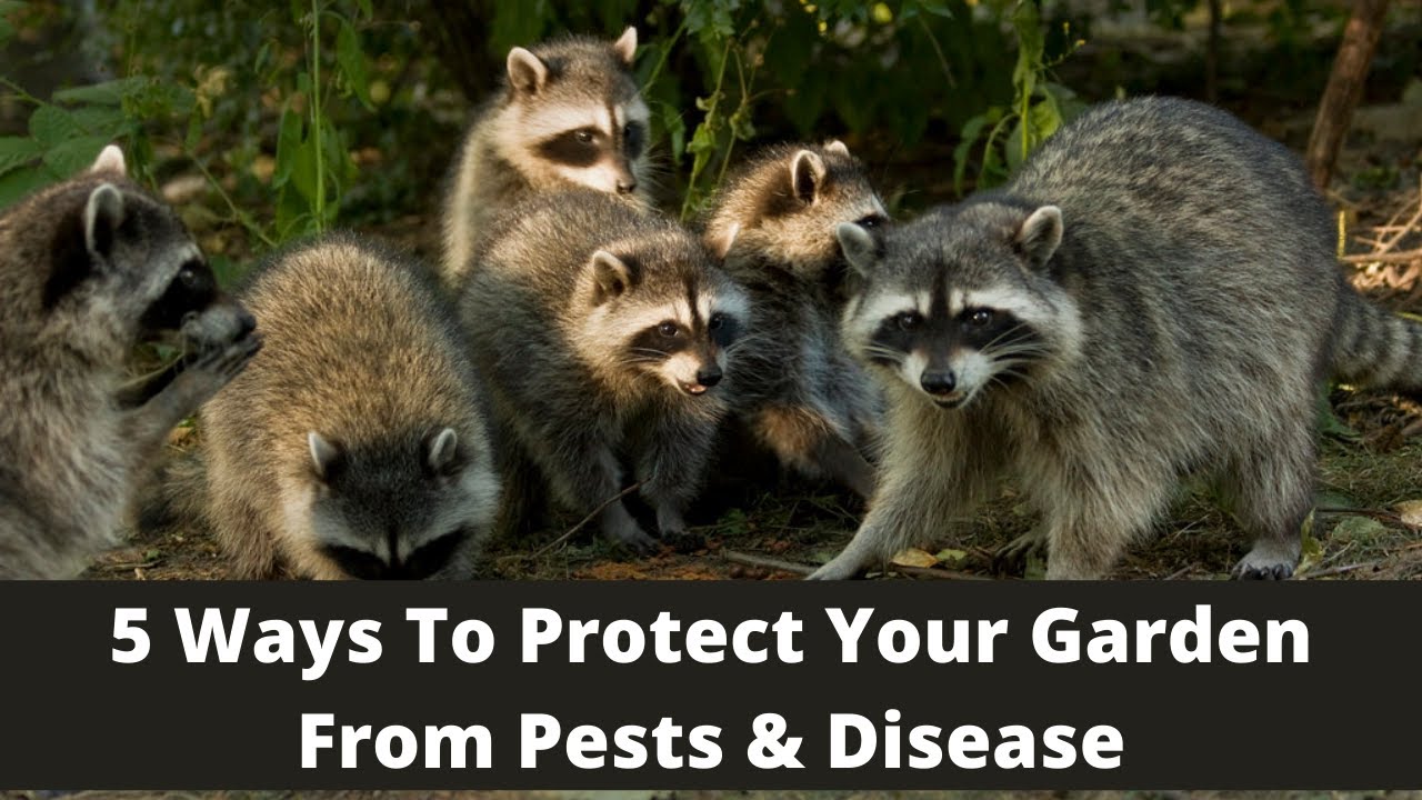5 Ways To Protect Your Garden From Pest & Disease - YouTube