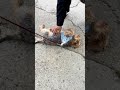 Perrito amigable