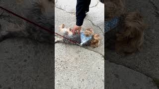 Perrito amigable