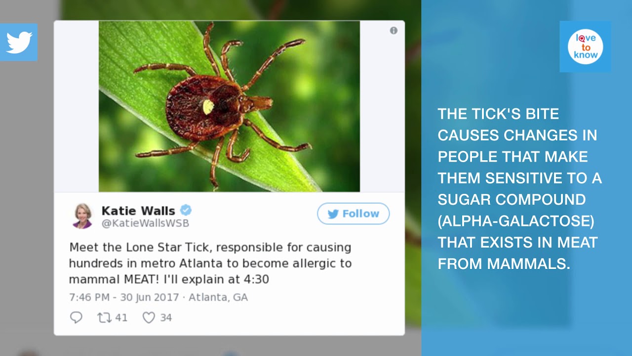 This Tick Will Literally Make You Allergic To Meat Youtube