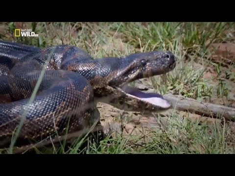 Видео: Бирманский питон - Питон Bivittatus Рептилия Порода Гипоаллергенна, здоровье и продолжительность жизни