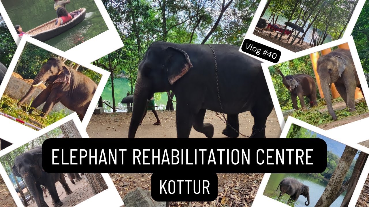 Elephant Rehabilitation Centre | Kottur | Trivandrum | Kerala Vlog #40