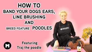 How to band your dogs ears, line brushing and our breed feature is the Poodle