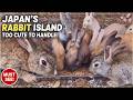 Do you know the rabbit paradise in Japan? | Rabbit Island Japan