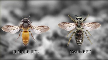 Fibonacci and His Magical Sequence | Hindi