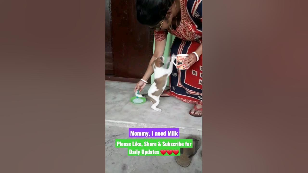 Cute Puppy Demanding To Mommy, Mujhe Doodh Chahiye 😘😘😘 #shorts #cute ...