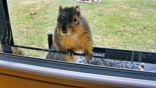 Squirrel Taps On Window Daily For 8 Years Until Dad Follows Him And Sees Why