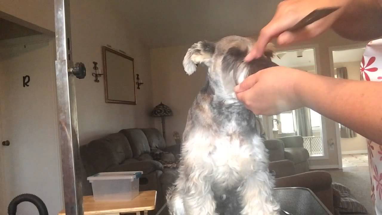 Grooming Your Schnauzer Part 5/Face - YouTube