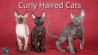 Curly haired cats by Cat Breeds 524 views 2 years ago 3 minutes, 34 seconds