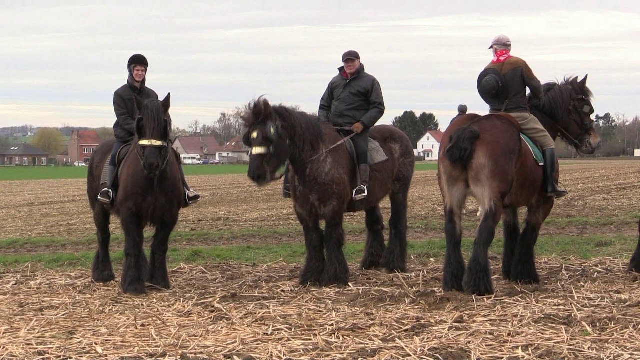 Belgian Draft Horses The Famous Horse Gallop Around The Tiense Berg In Hakendover Youtube