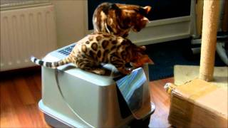 Het Testen Van De Nieuwe Kattenbak