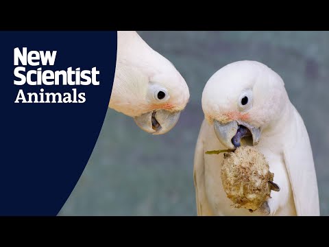 Wild cockatoos make "cutlery" utensils out of tree branches to open fruit pits